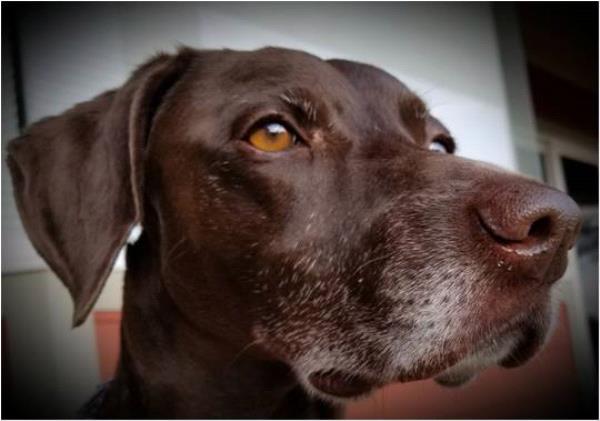 /Images/uploads/Southeast German Shorthaired Pointer Rescue/segspcalendarcontest2018/entries/8955thumb.jpg